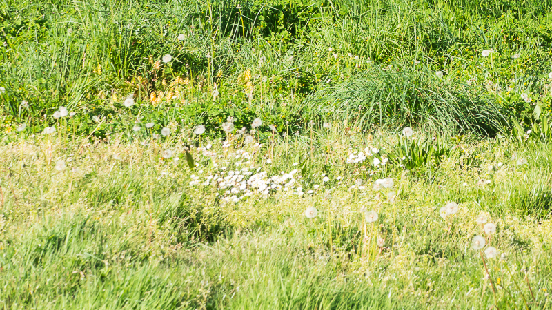 Annexe En pleine lumière.jpg