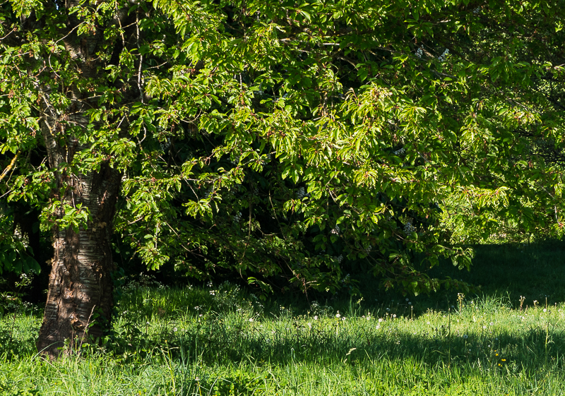 Annexe Sous Le Cerisier.jpg