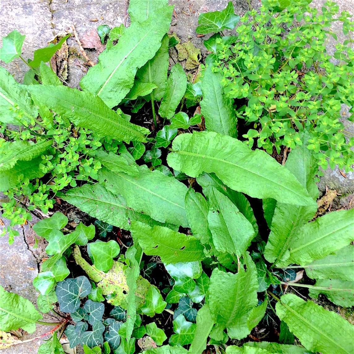 Annexe Euphorbe  Grande Oseille.JPG