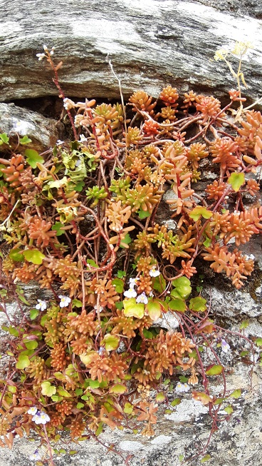 Annexe mooc_plantes_mur.jpg