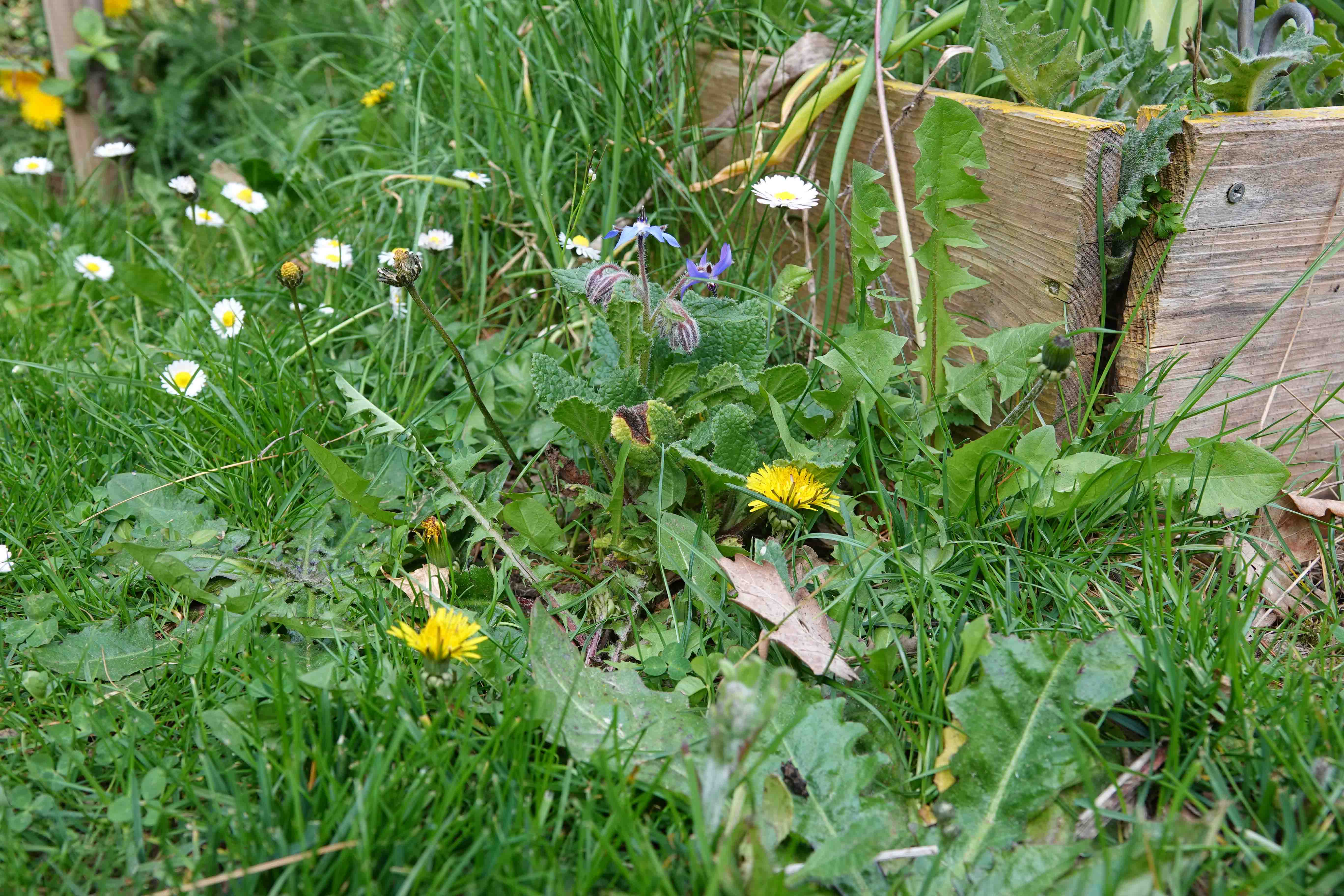 Annexe Bourrache avec autres plantes bis.jpg
