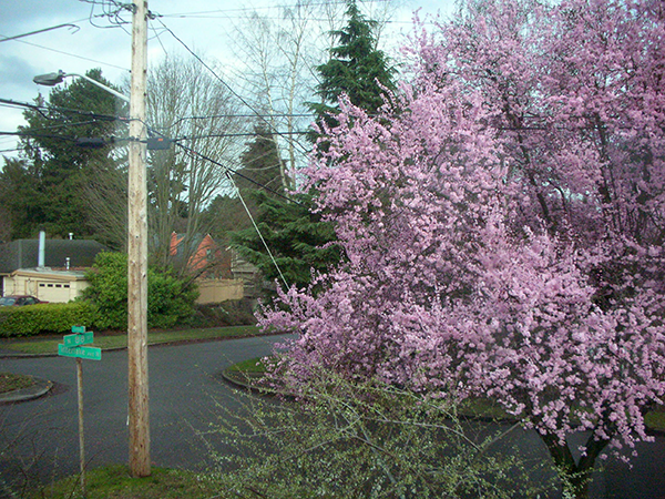 Annexe Japanese-Cherry-Tree.png