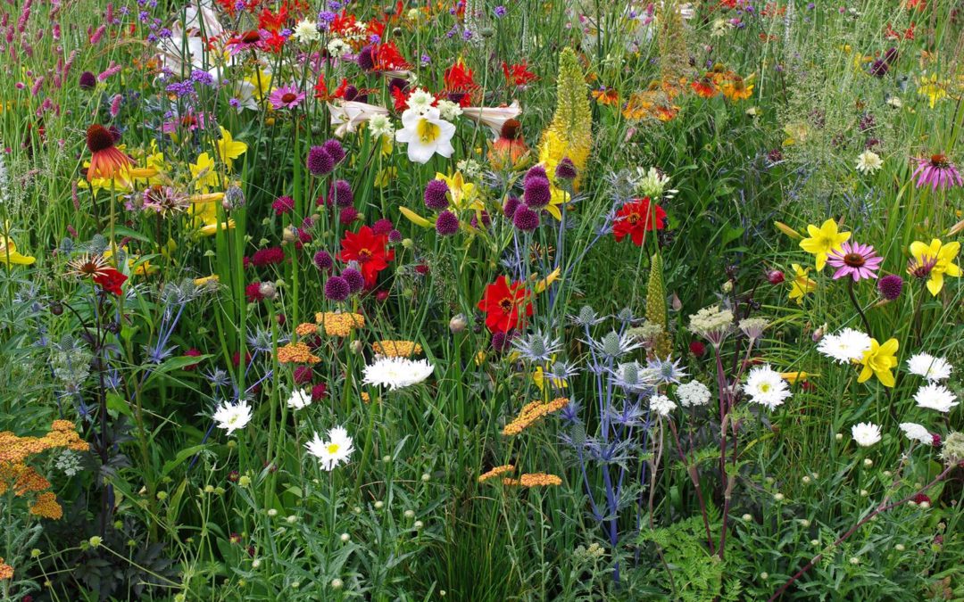 Annexe Prairie-fleurie-15-1080x675.jpg