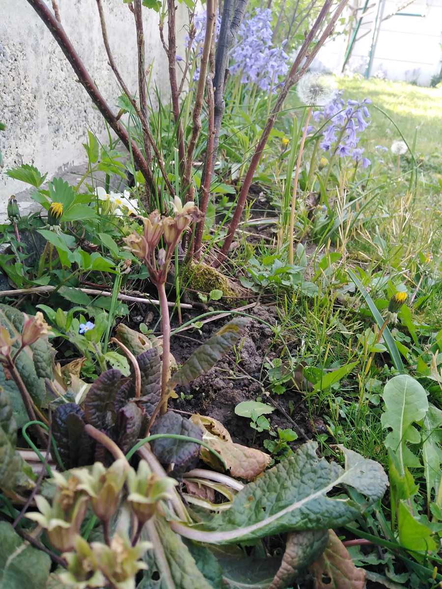 Annexe _copie-0_IMG_20200417_103020.jpg