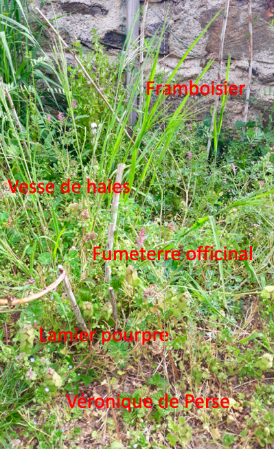 Annexe Jardin 170420 BN.png