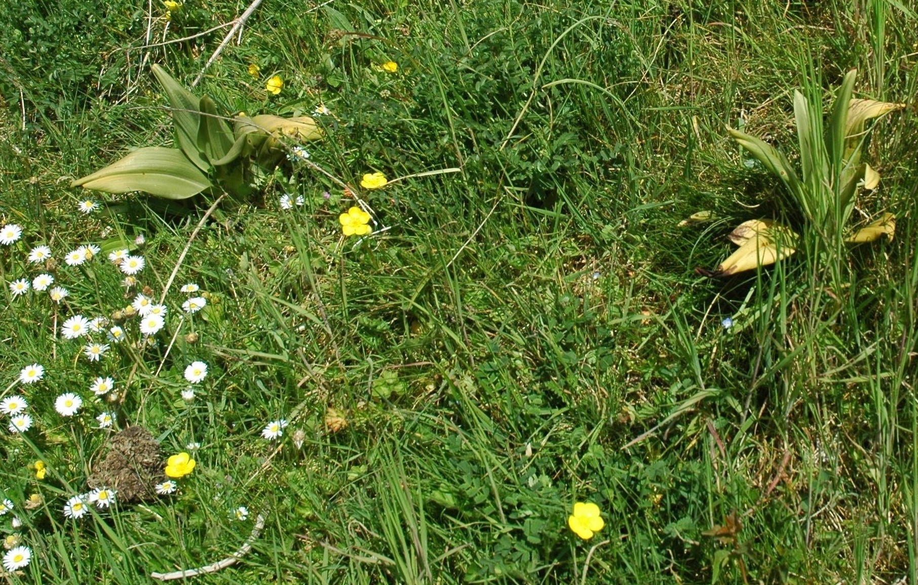 Annexe Fleurs des champs.jpg