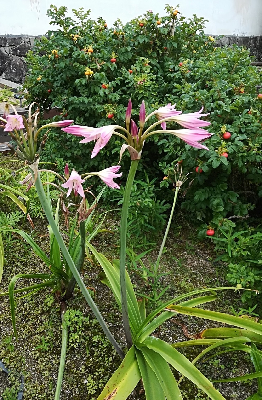 Annexe jardin japonais.jpg