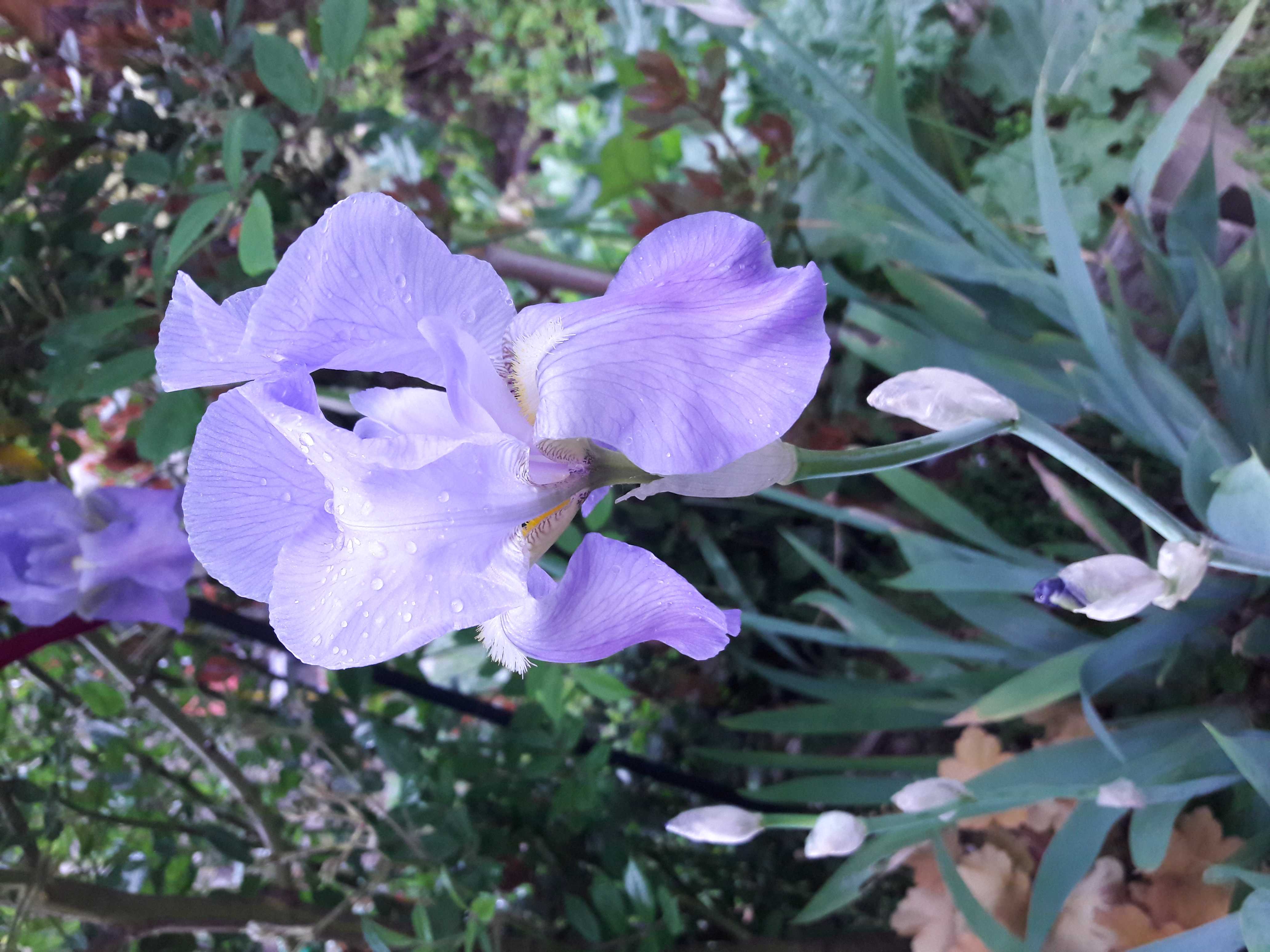 Annexe 28 04 2019 Iris.jpg