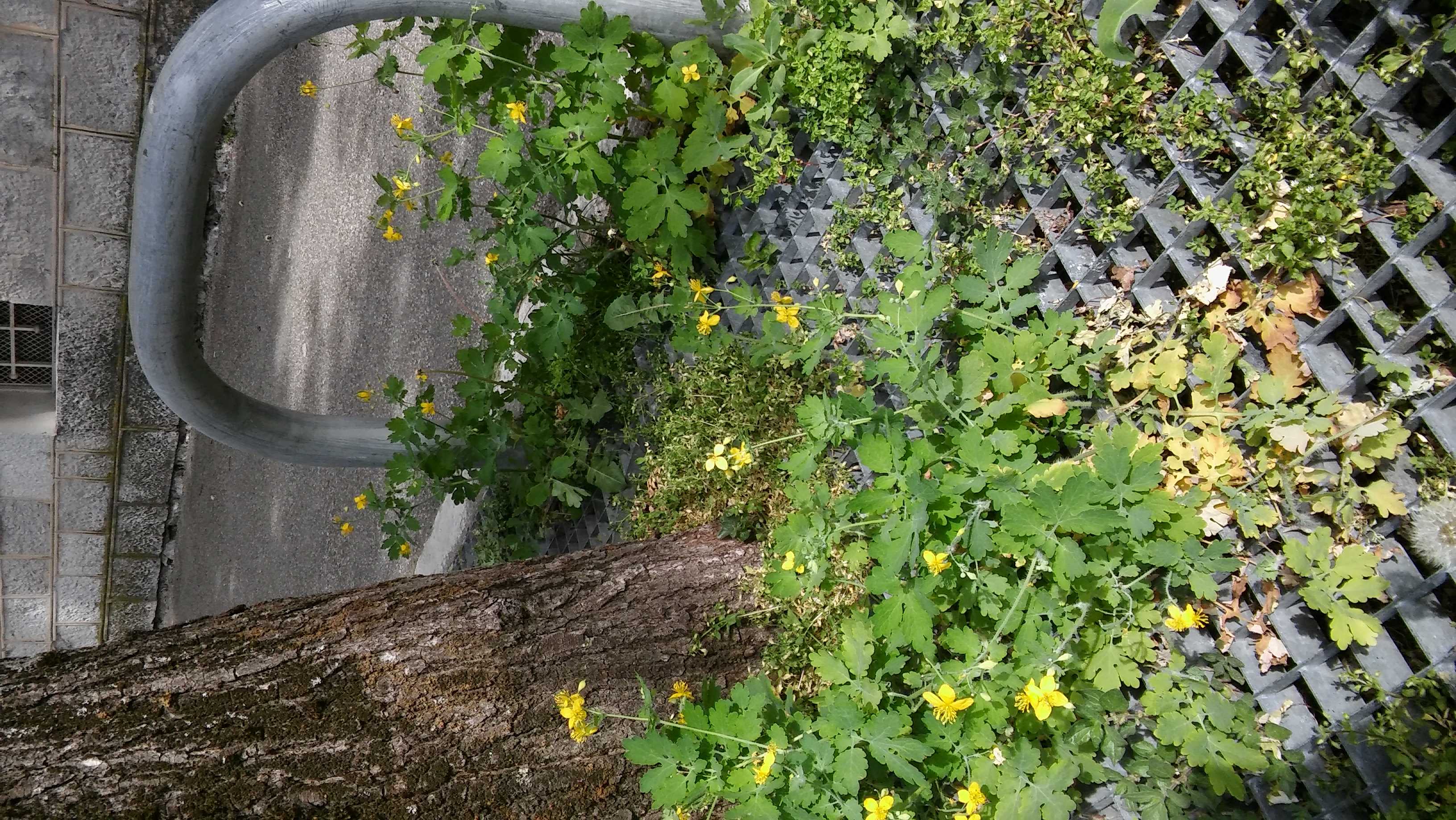 Annexe Biodiversité dans la rue4-17avril2020.jpg