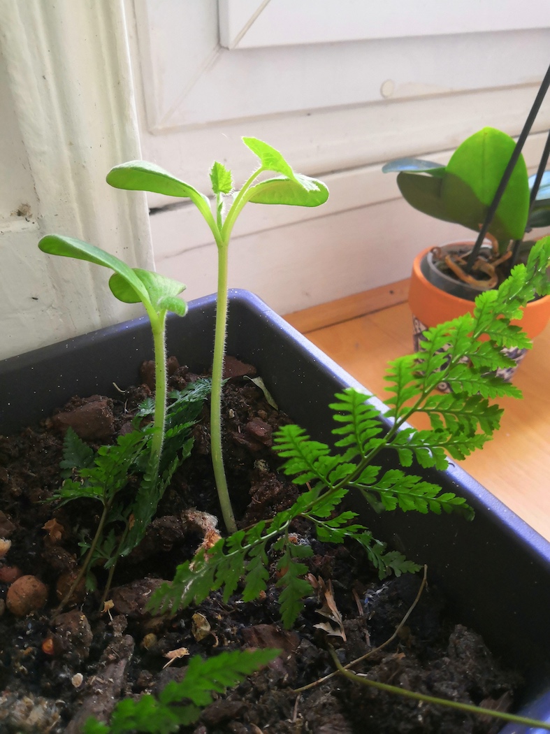 Annexe IMG_20200417_170303.jpg