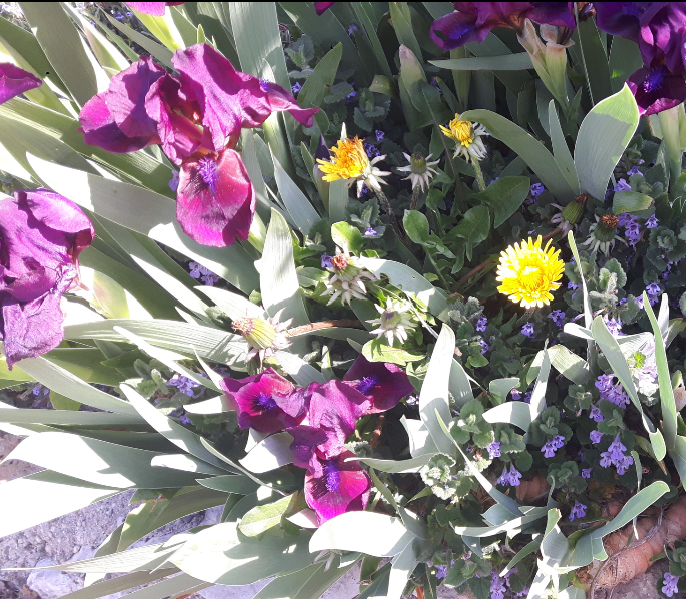 Annexe 20200417_181147.png