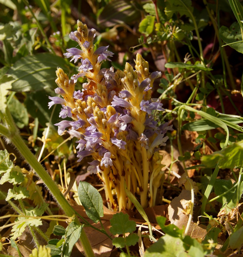 Annexe Orobranche.JPG