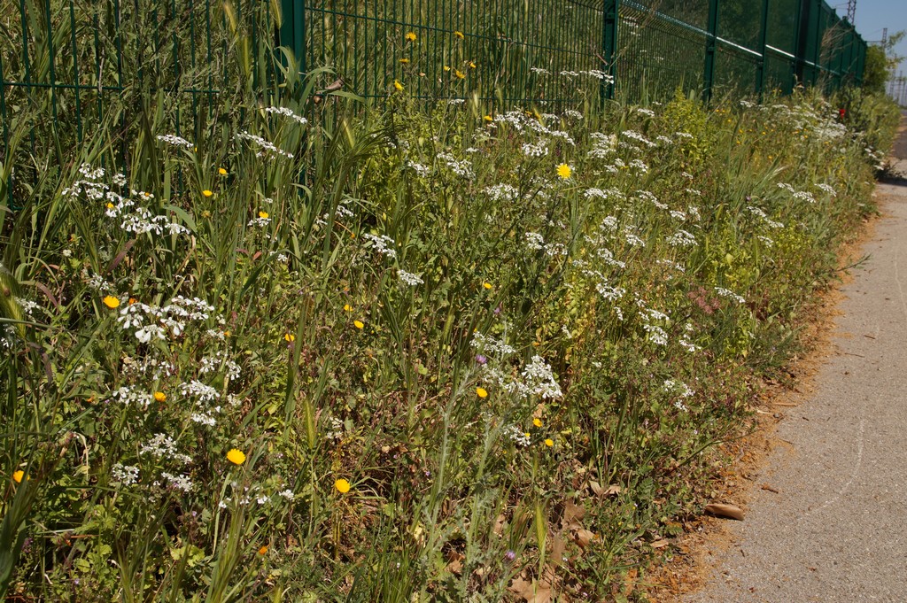Annexe Talus biodiversite.JPG