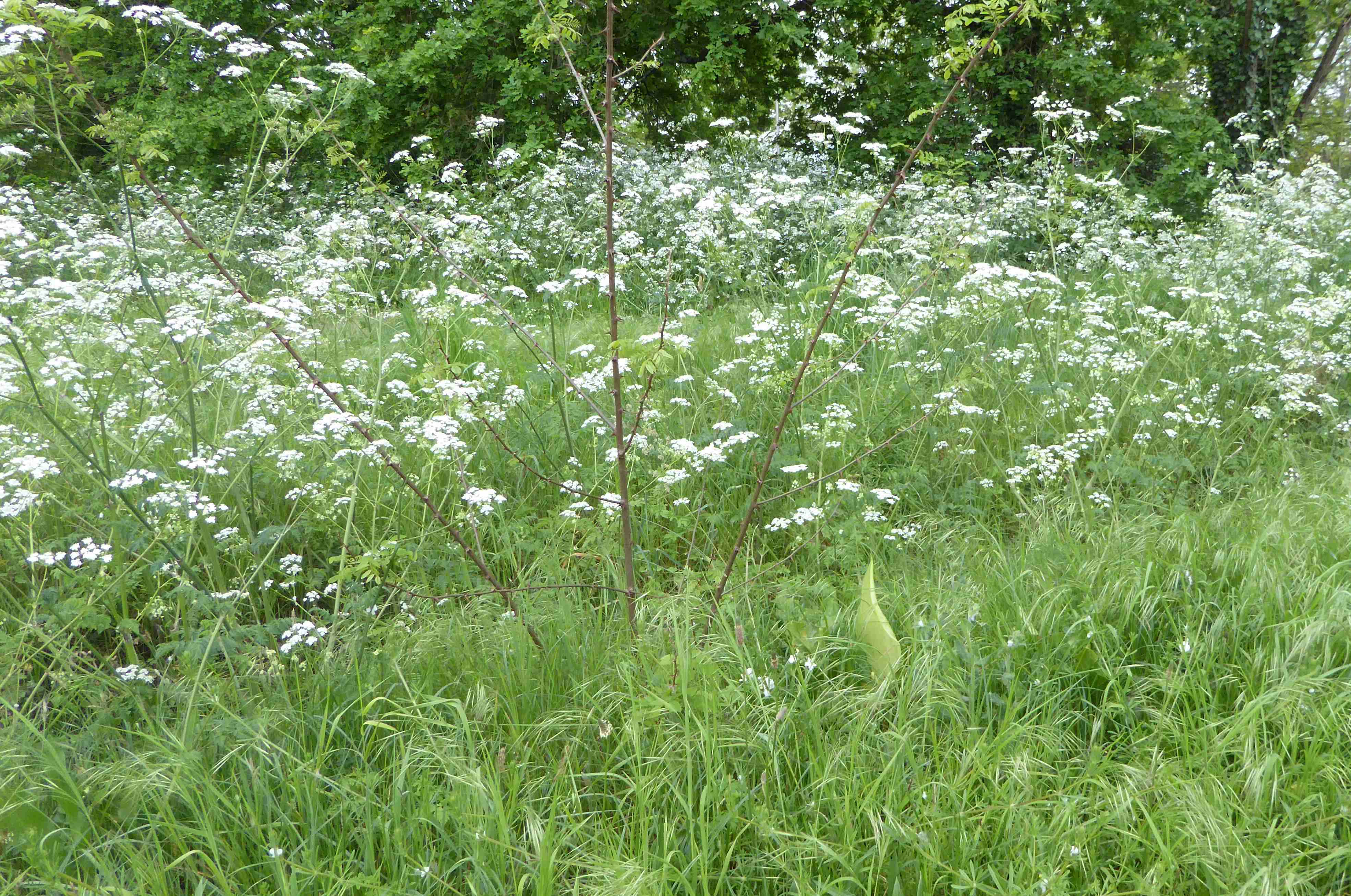 Annexe P1310361 2.JPG