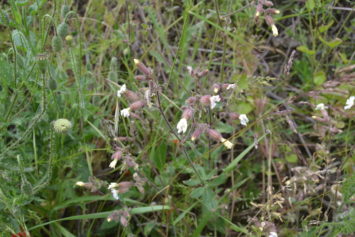 Annexe biodiversité ou te caches tu ?.jpg