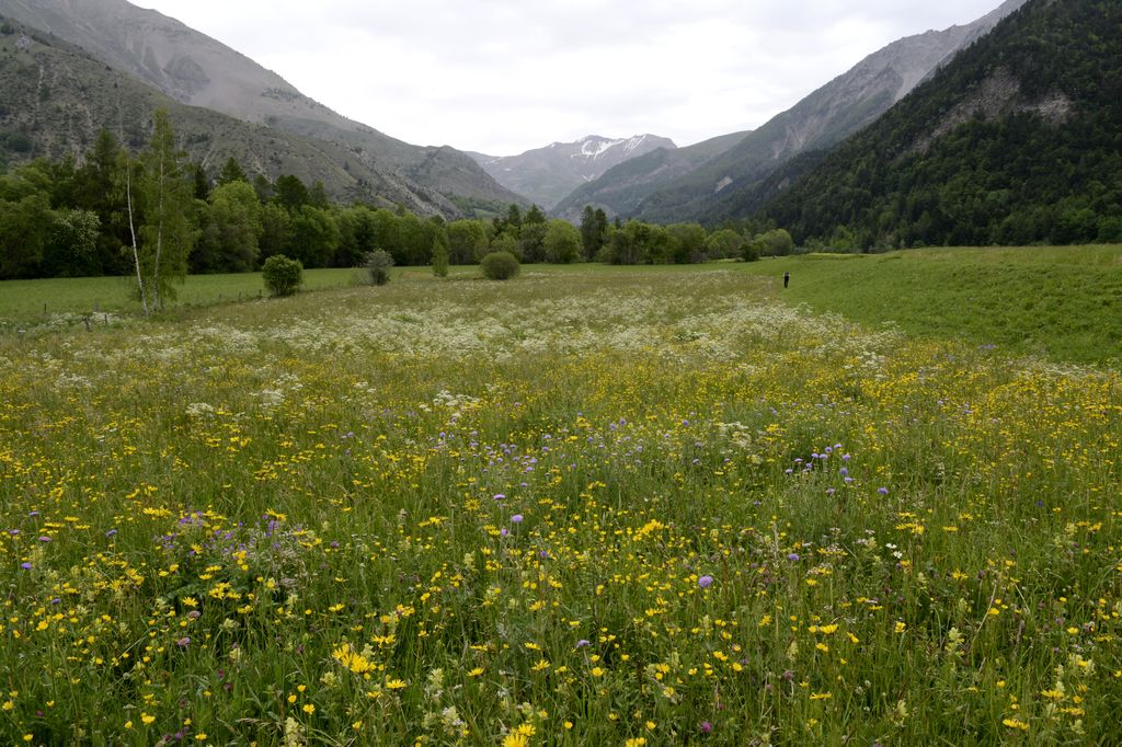 Annexe 2019-06-14prairiesebastienseinturierancelle003vid.jpg