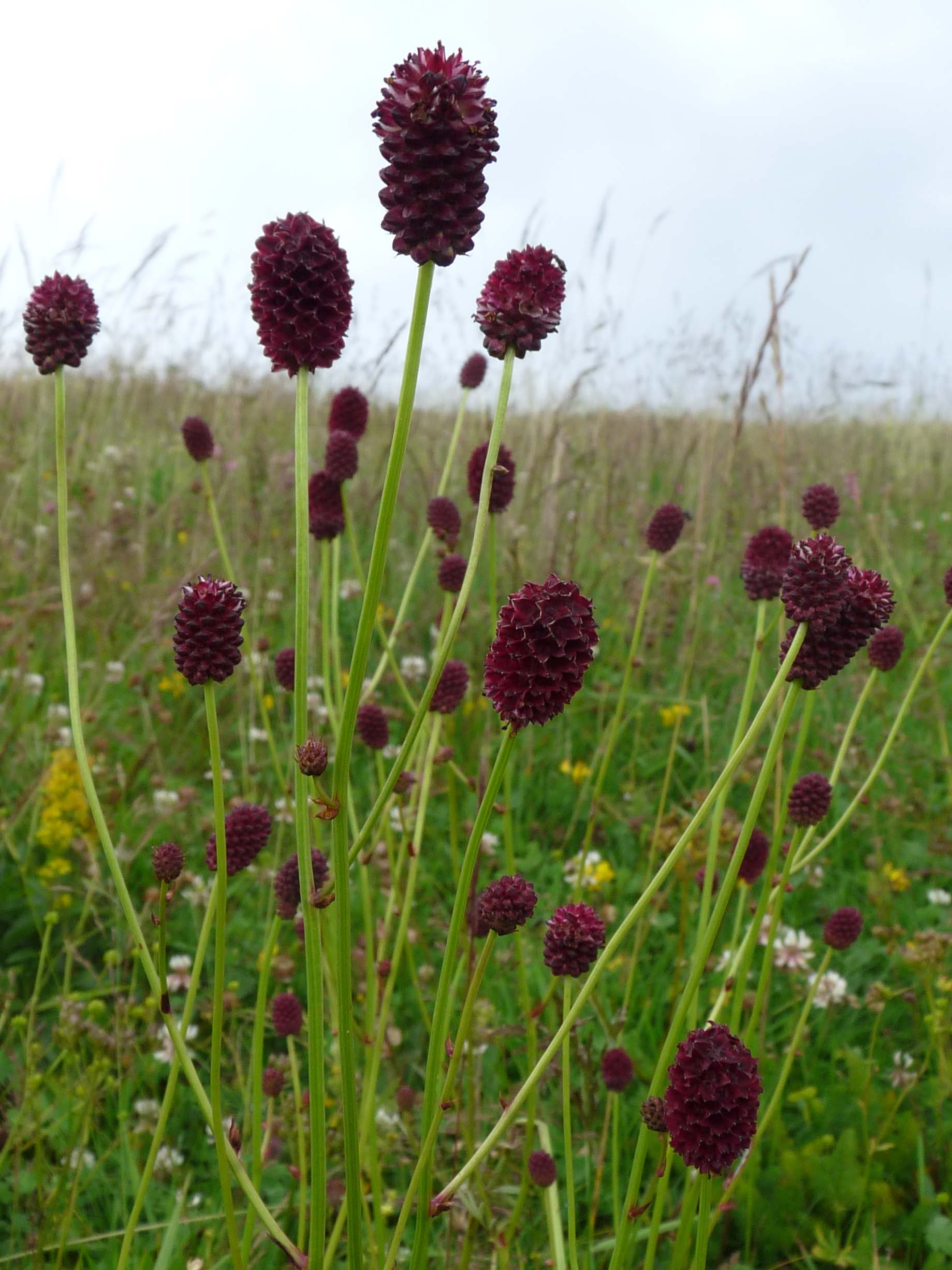 Annexe Sanguisorba_officinalis_(Kastelberg).jpg