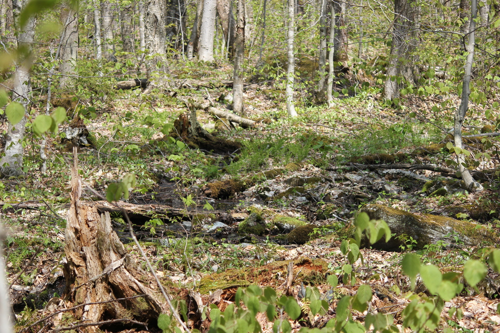 Annexe biodiversit-fort-Estrie-ConvertImage (1).jpg