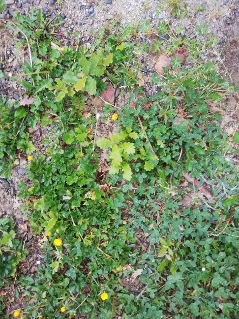 Annexe mon image biodiversité.jpg