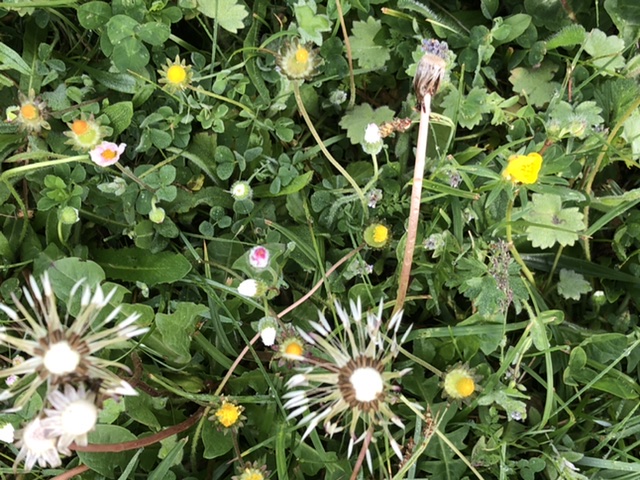 Annexe Biodiversite-BGC.jpeg