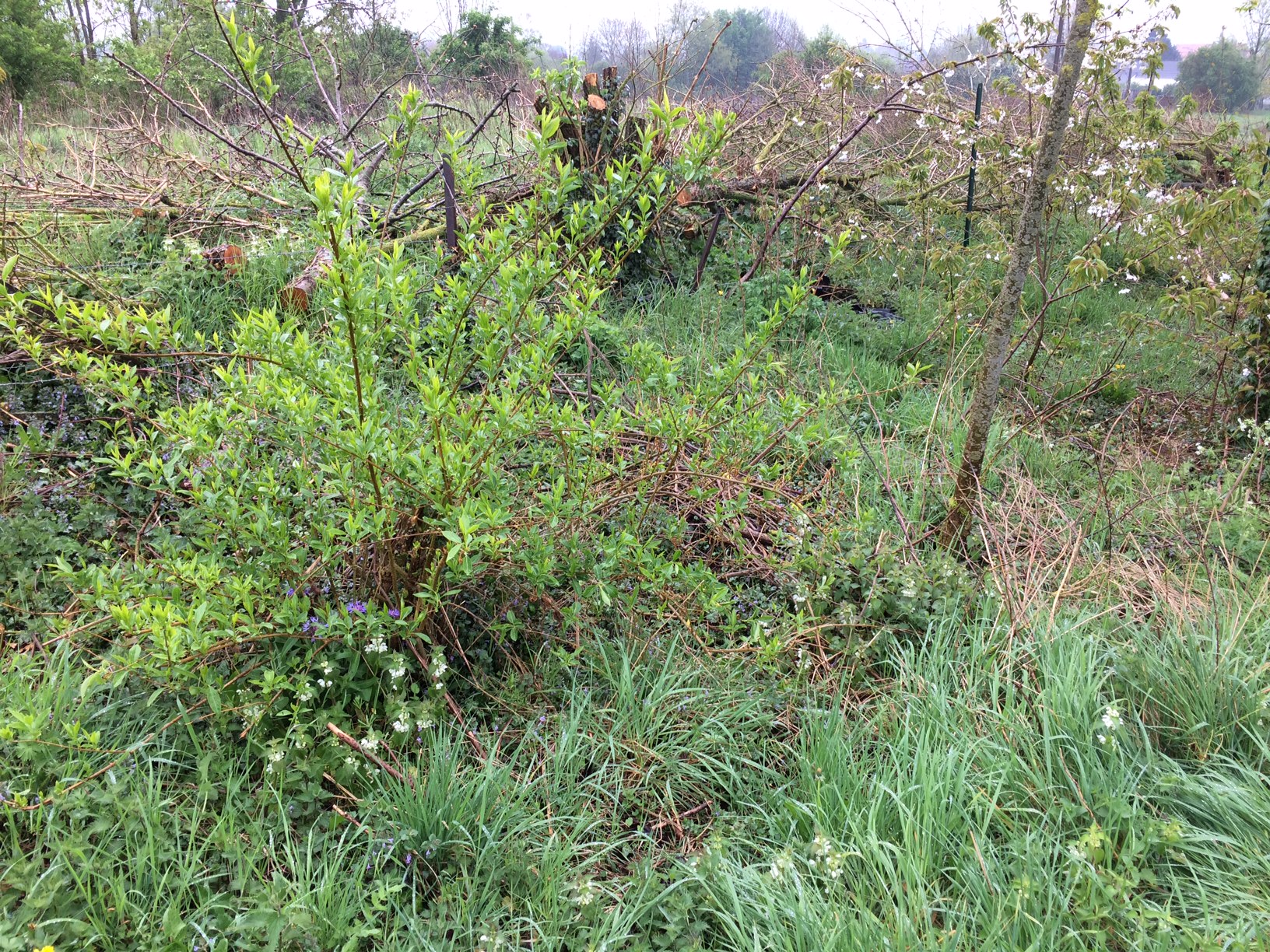 Annexe 44E7A27D-E0E4-4EA0-8825-C854C5353432.jpeg