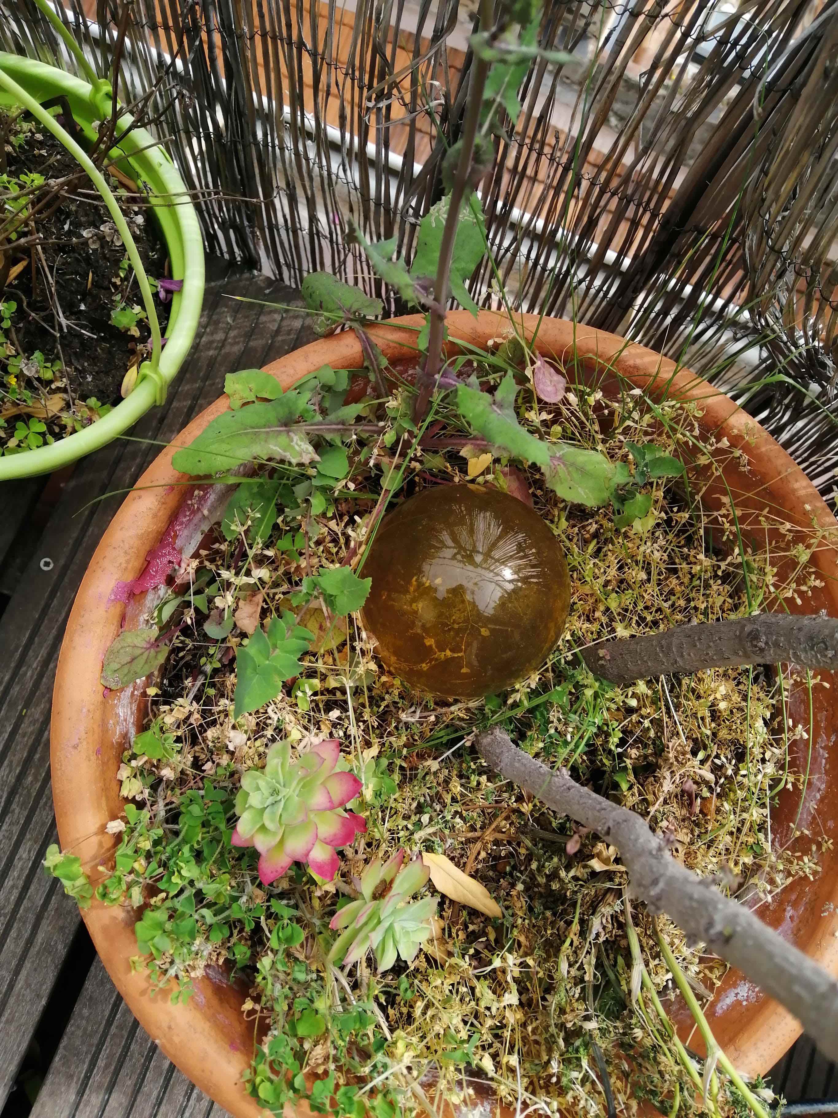 Annexe biodiversité.jpg