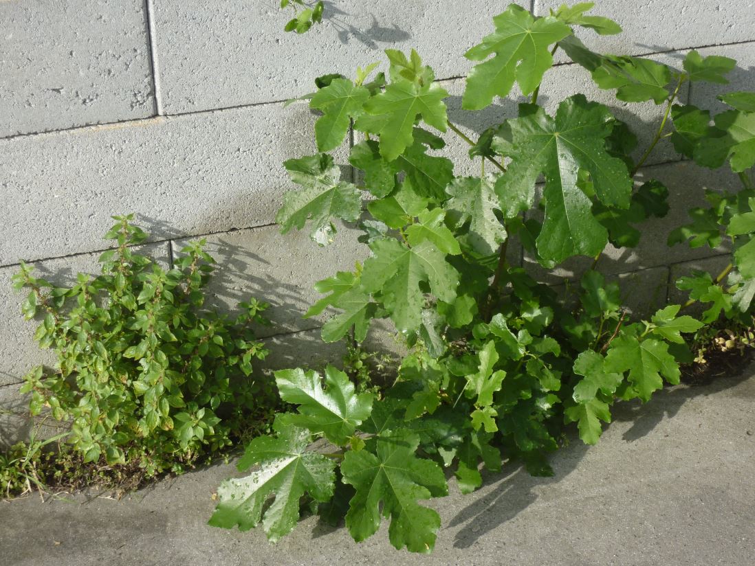 Annexe Biodiversité trottoir Bdx.JPG