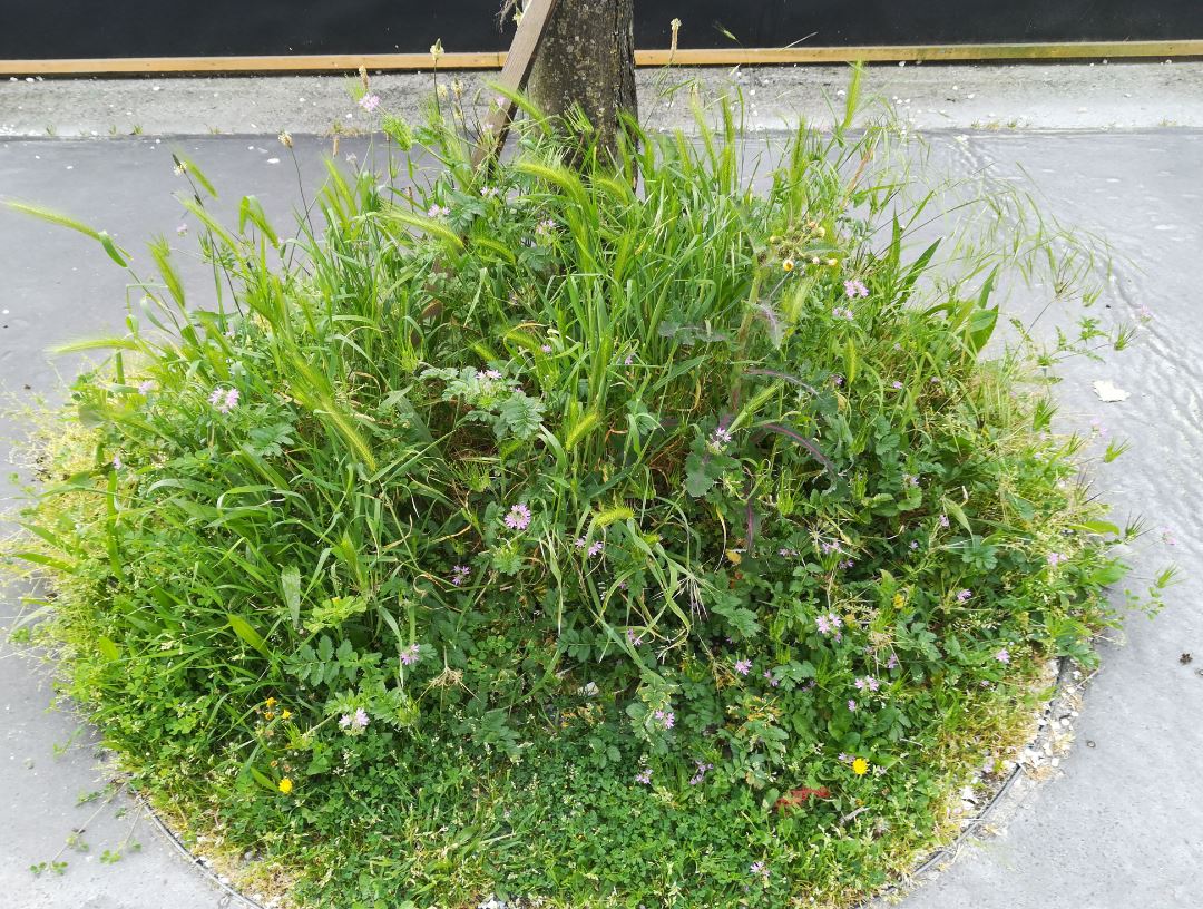 Annexe Biodiversite Pied arbre Bdx.JPG