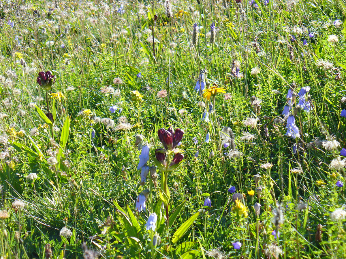 Annexe P1030391r.jpg