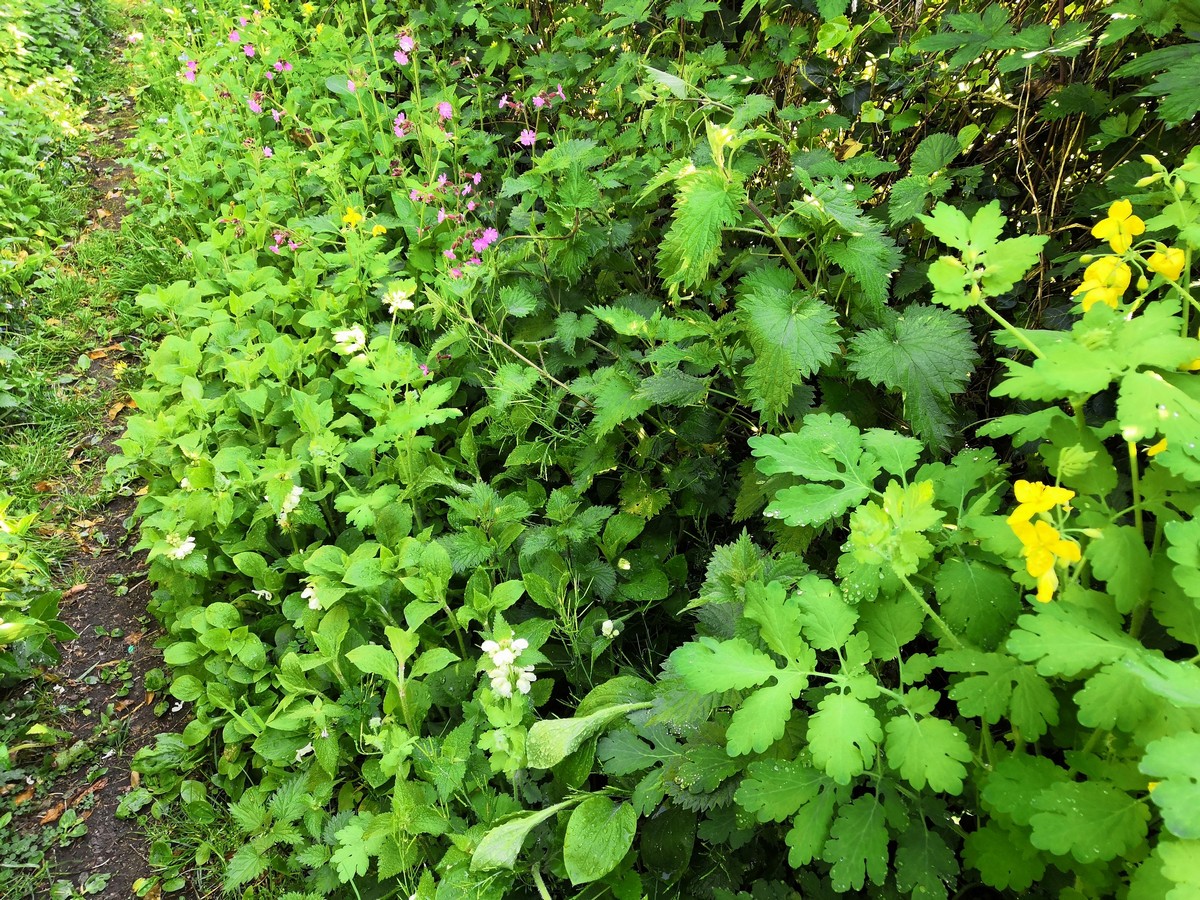 Annexe diversite.jpg