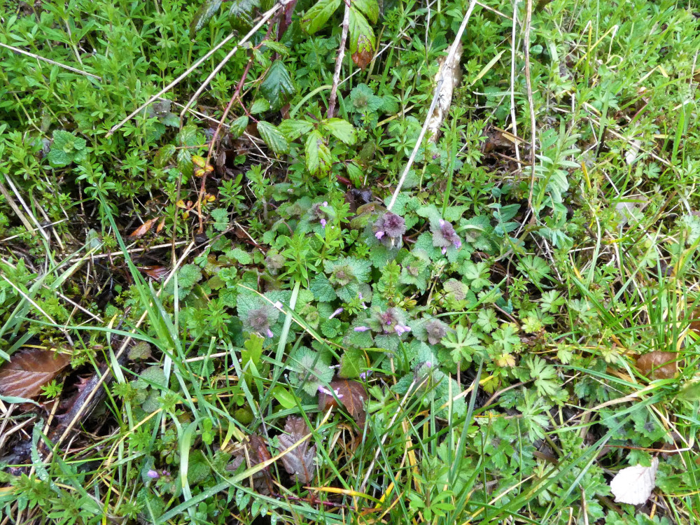 Annexe biodiversite.jpg