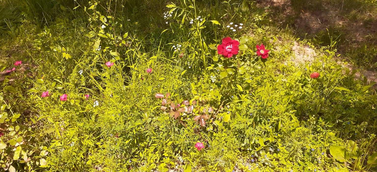 Annexe Biodiversité oliveraie .jpeg