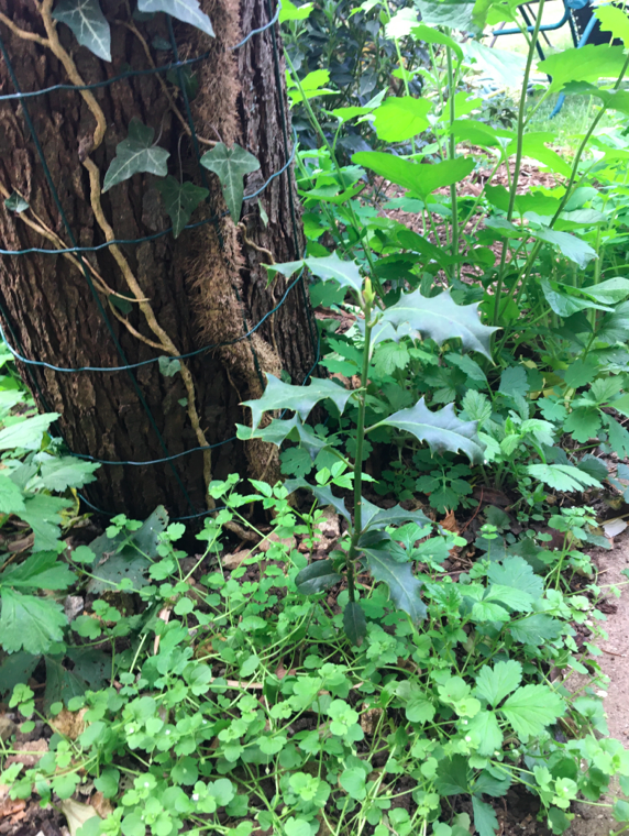 Annexe photo jardin.png