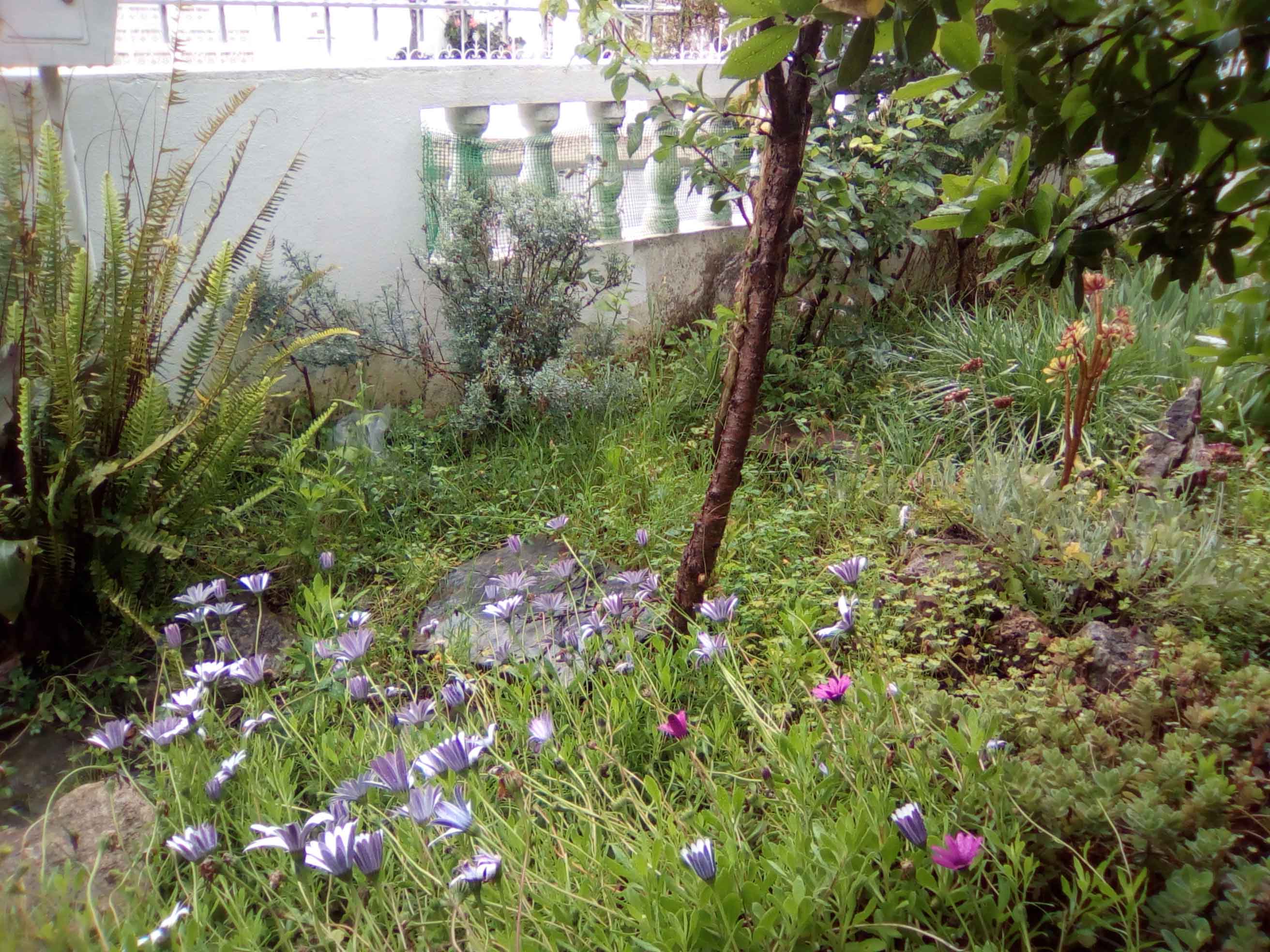 Annexe Biodiversité Jardin.jpg