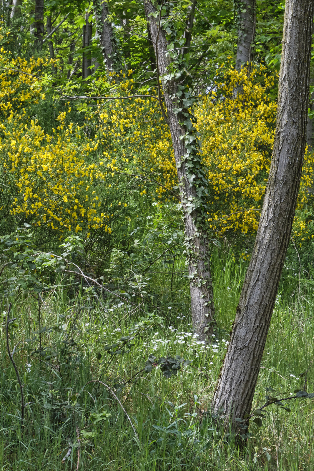 Annexe végétation différente.jpg