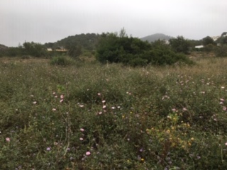 Annexe Biodiversidad 2.JPG