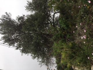 Annexe Biodiversidad 3.JPG