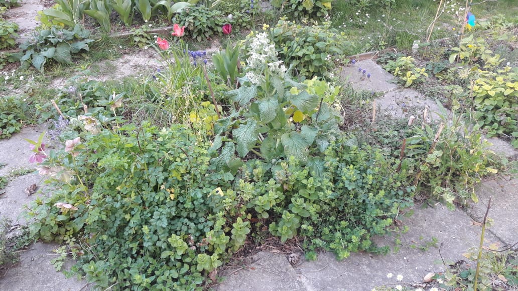 Annexe biodiversité végétale.jpg