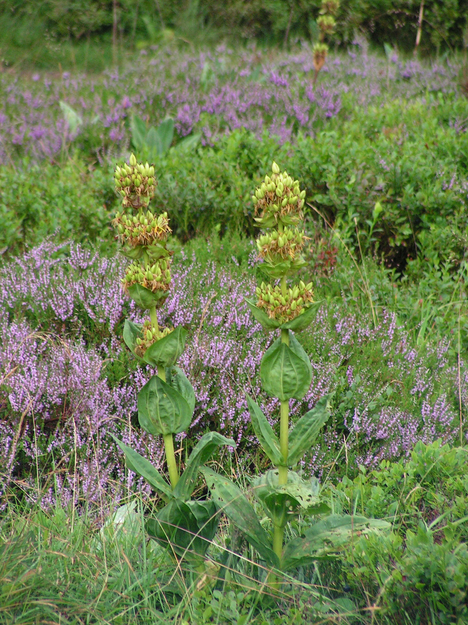 Annexe Gentiane jaune et bruyère.jpg
