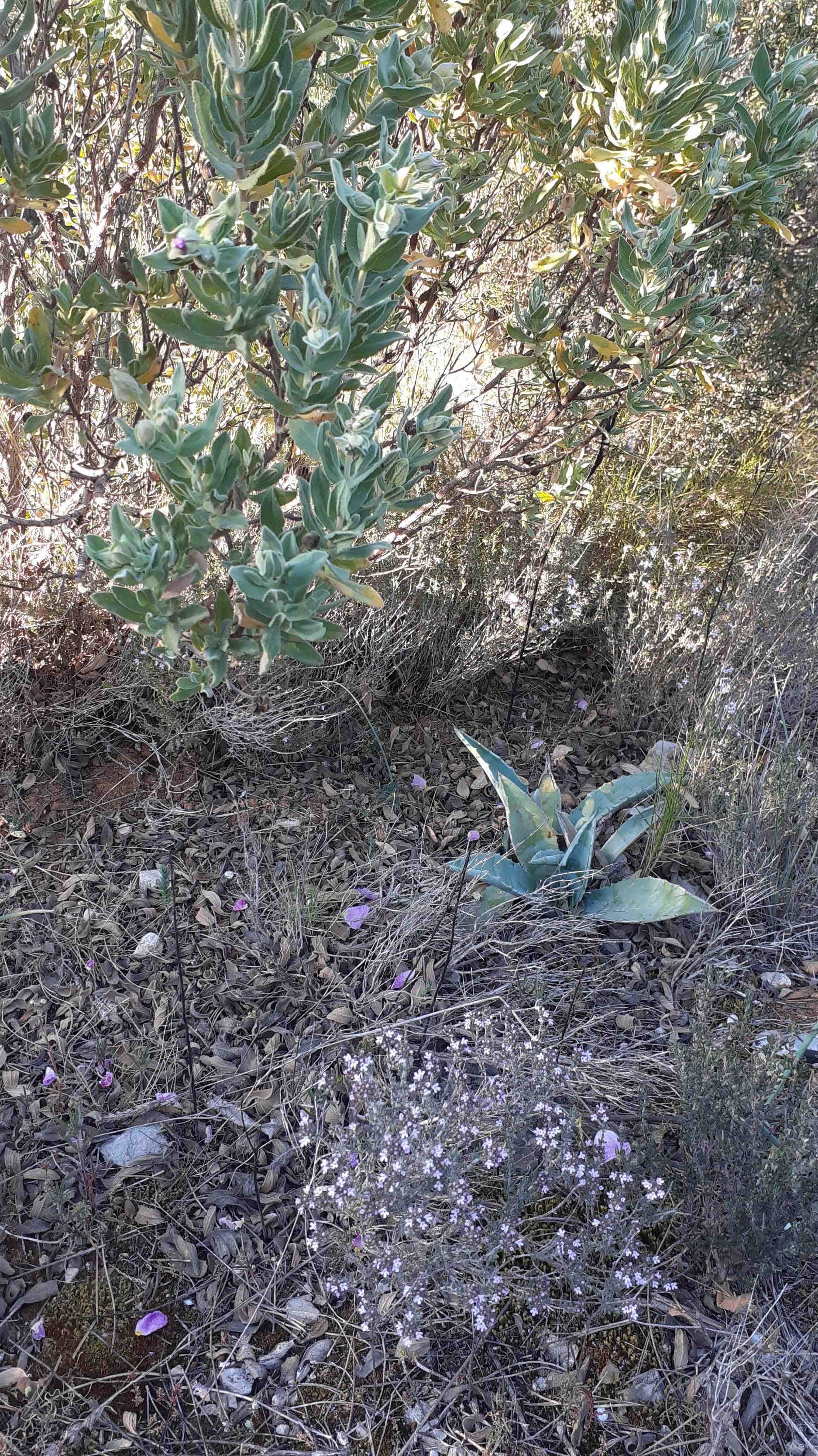 Annexe 20200409_181507-min-2.jpg