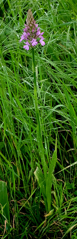 Annexe orchis pyramidal.jpg