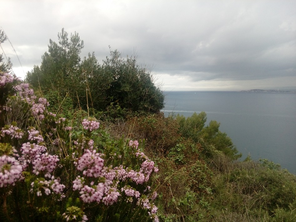 Annexe marseilleflowers.jpg