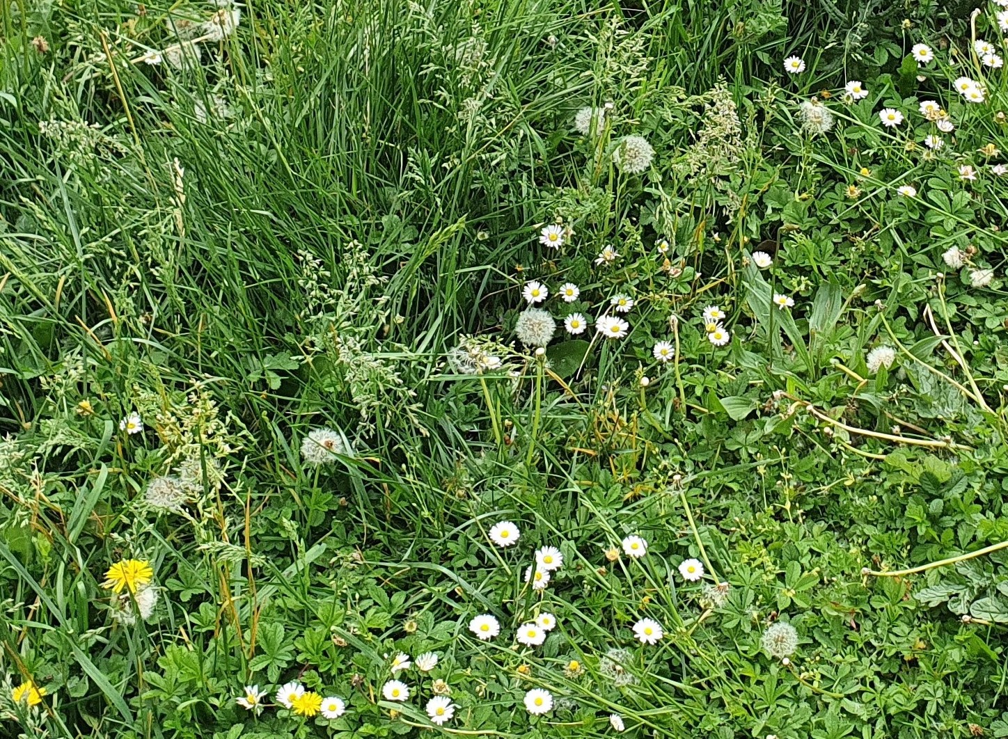 Annexe 20200419_154713.jpg