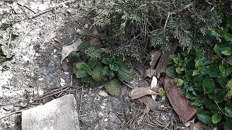 Annexe Coindu jardin 2BIS.jpg