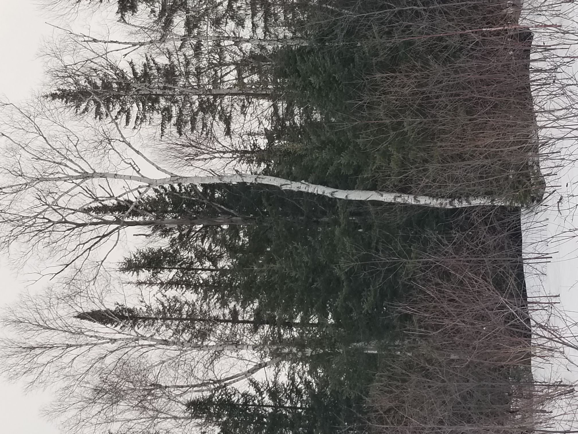 Annexe 20200331_074521_compress77.jpg