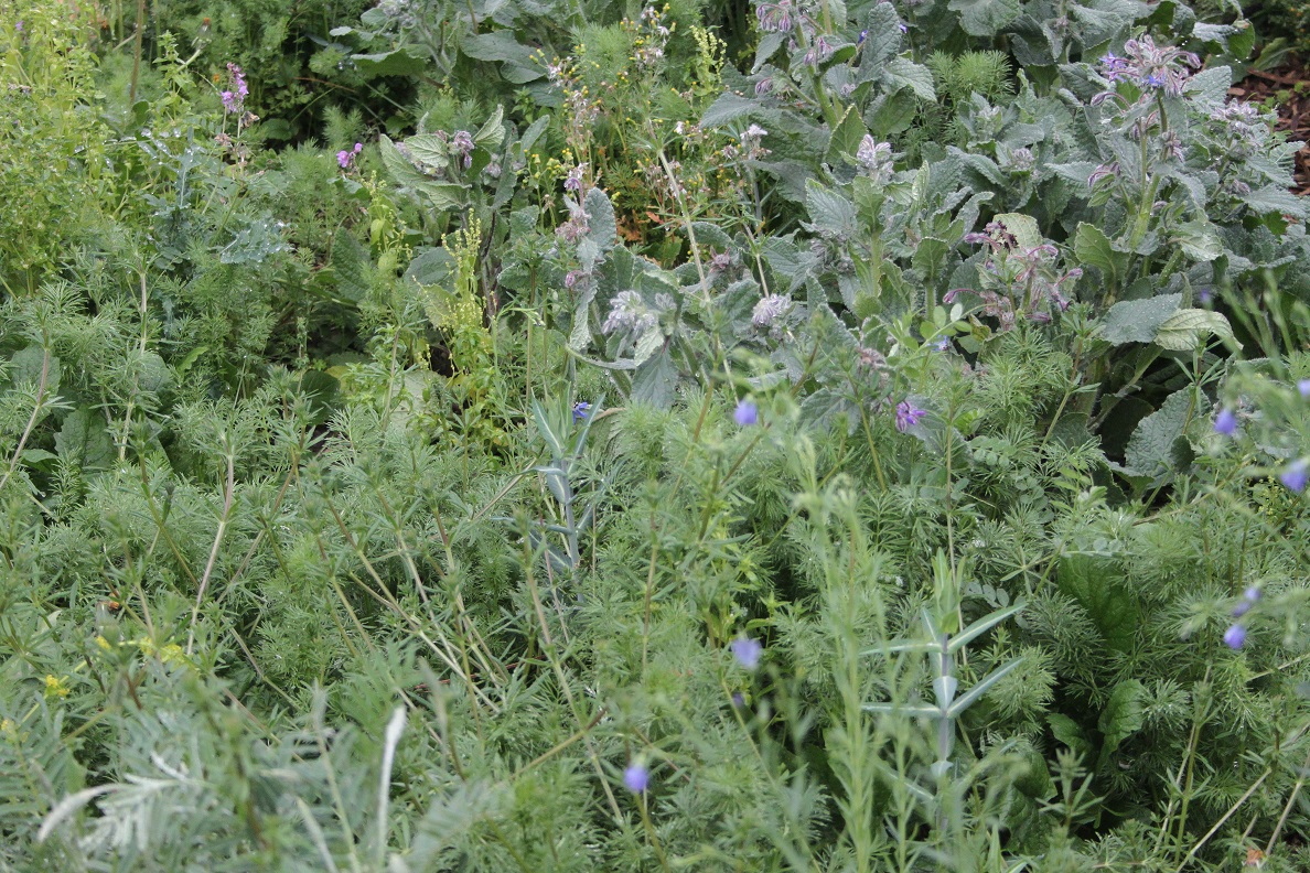 Annexe IMG_1267 BIS.jpg