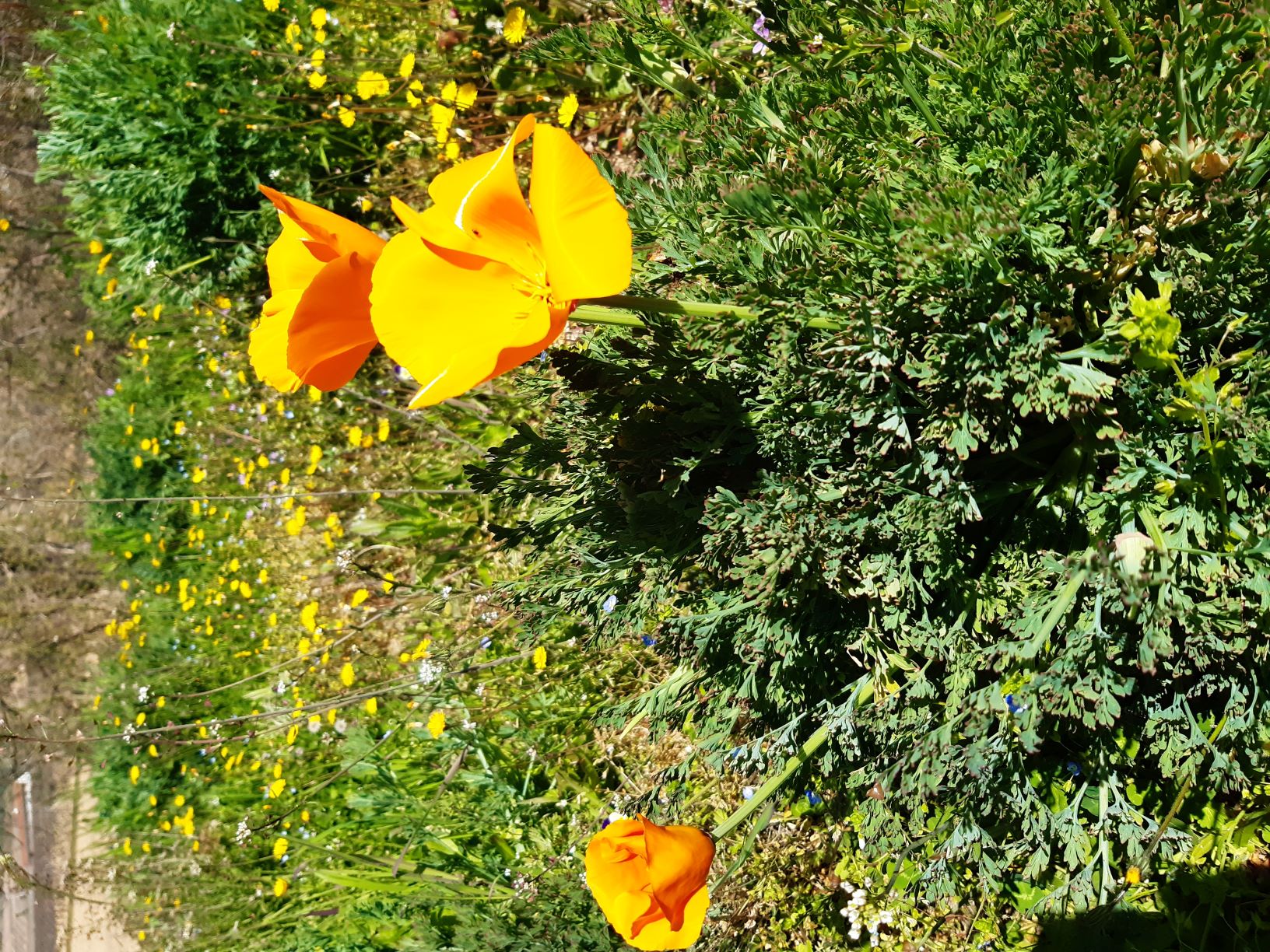 Annexe Biodiversité .jpg