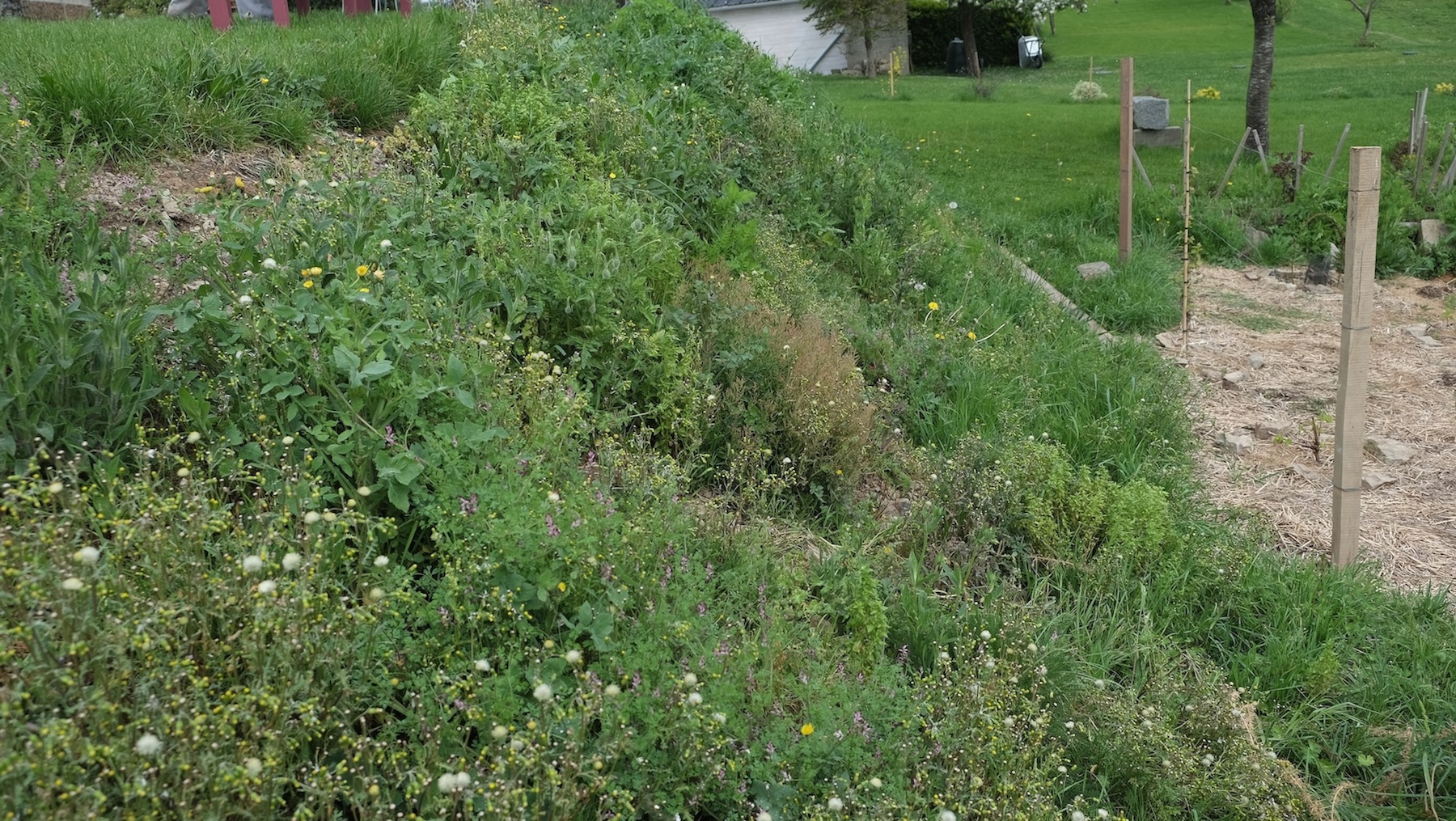 Annexe Plantes sauvages sur rocaille, Calvados, Normandie.JPG
