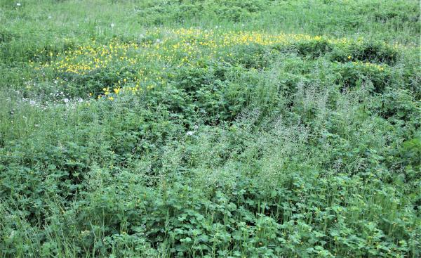 Annexe Biodiversité.jpg