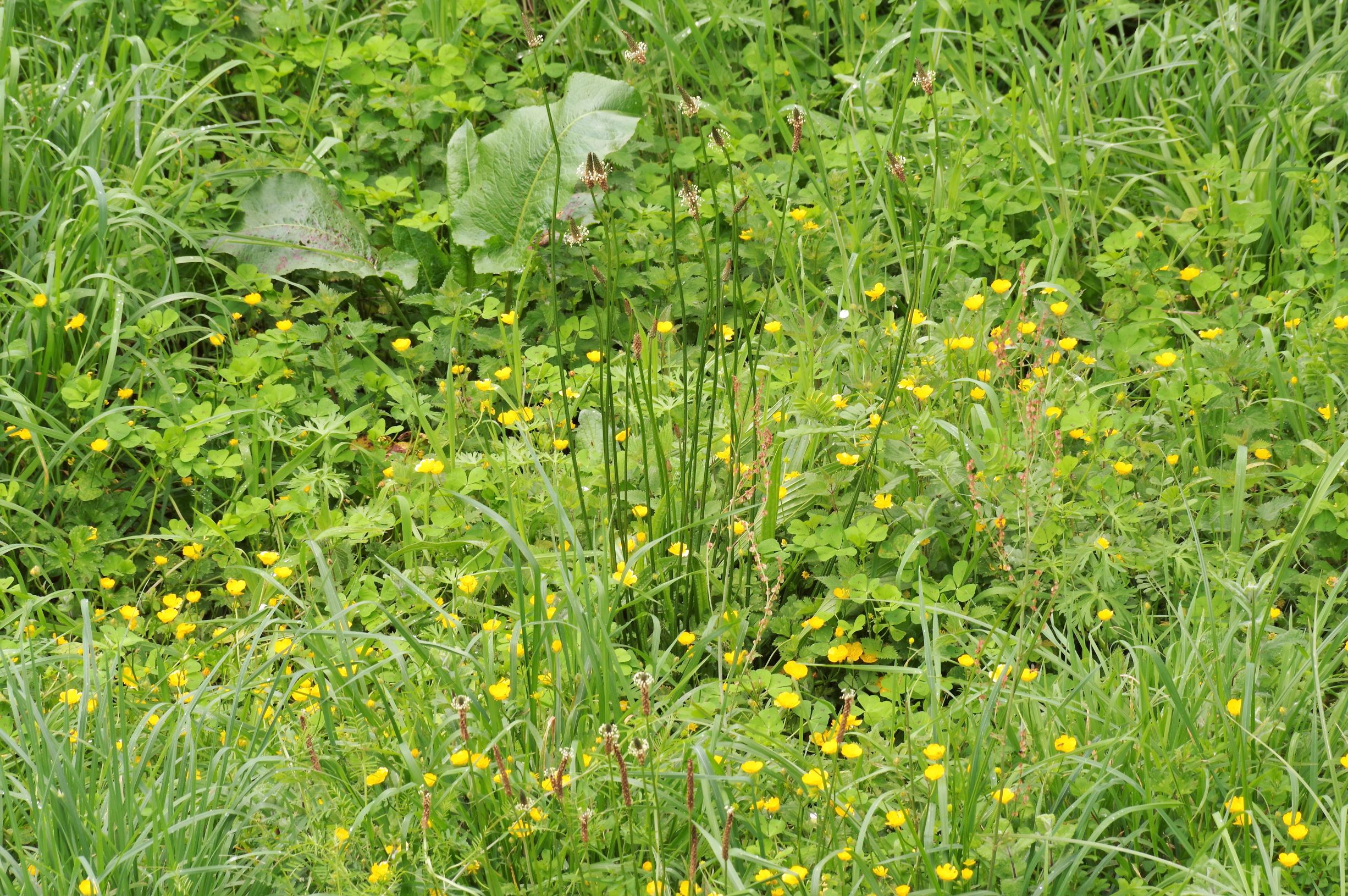 Annexe Biodiversité.jpg